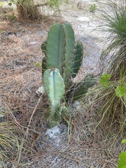 Cereus hexagonus