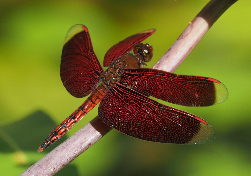 Neurothemis taiwanensis