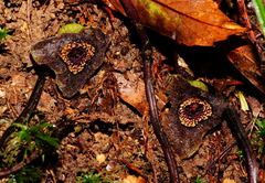 Asarum albomaculatum