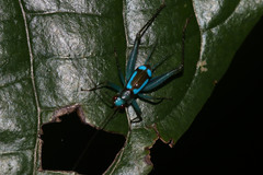 Rhicnogryllus lepidus