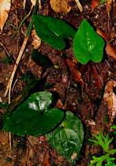 Asarum albomaculatum