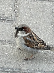 Passer domesticus