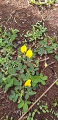 Arachis pintoi image