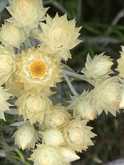 Achyranthemum