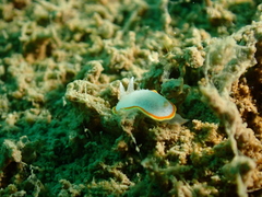 Diaphorodoris