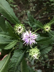 Baccharoides adoensis