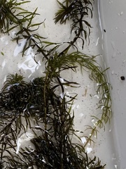 Hydrilla