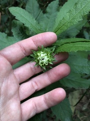 Baccharoides adoensis