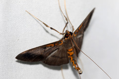 Filodes costivitralis