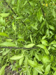 Sideroxylon lycioides