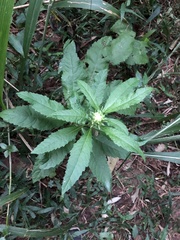 Baccharoides adoensis