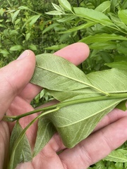 Sideroxylon lycioides