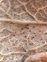Venturia uliginosi