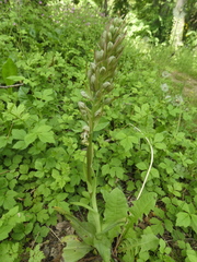 Himantoglossum hircinum