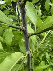 Sideroxylon lycioides