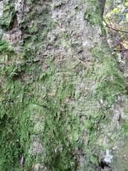Bryophyta