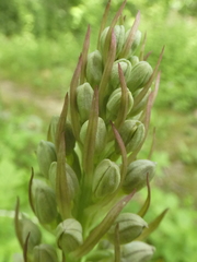 Himantoglossum hircinum