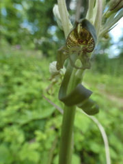 Himantoglossum hircinum