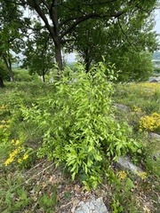 Sideroxylon lycioides