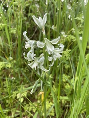 Ornithogalum boucheanum