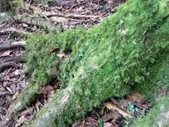 Bryophyta