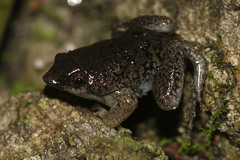 Hemisus marmoratus