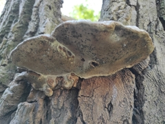 Polyporaceae