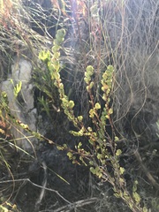 Cliffortia phyllanthoides