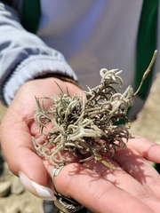 Tillandsia capillaris