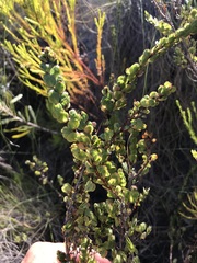 Cliffortia phyllanthoides
