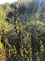 Cliffortia phyllanthoides