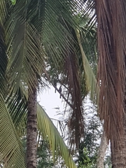 Dendrocitta vagabunda