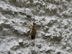 Grammoptera ustulata