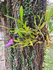 Miltonia moreliana