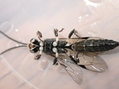 Coelichneumon navus