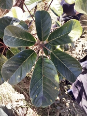 Didymopanax macrocarpus