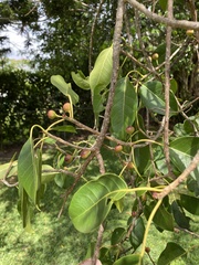 Image of Ficus citrifolia