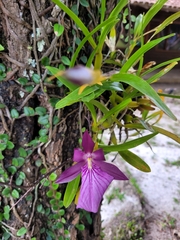 Miltonia moreliana