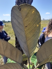 Didymopanax macrocarpus