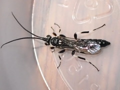 Coelichneumon navus
