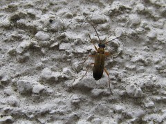 Grammoptera ustulata