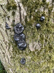 Daldinia concentrica