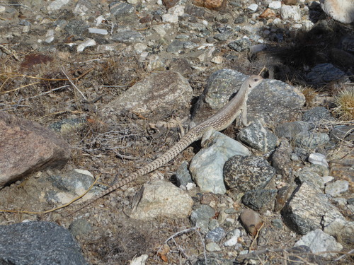 iNaturalist observation photo of Desert Iguana