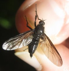 Empis ciliata
