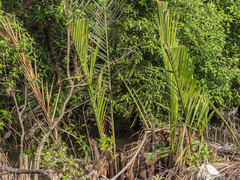 Nypa fruticans