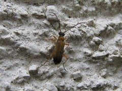 Grammoptera ustulata