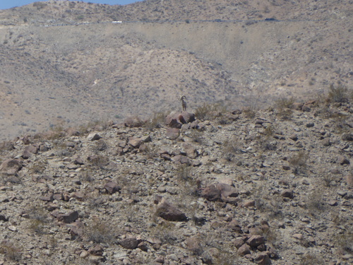 iNaturalist observation photo of Desert Bighorn Sheep