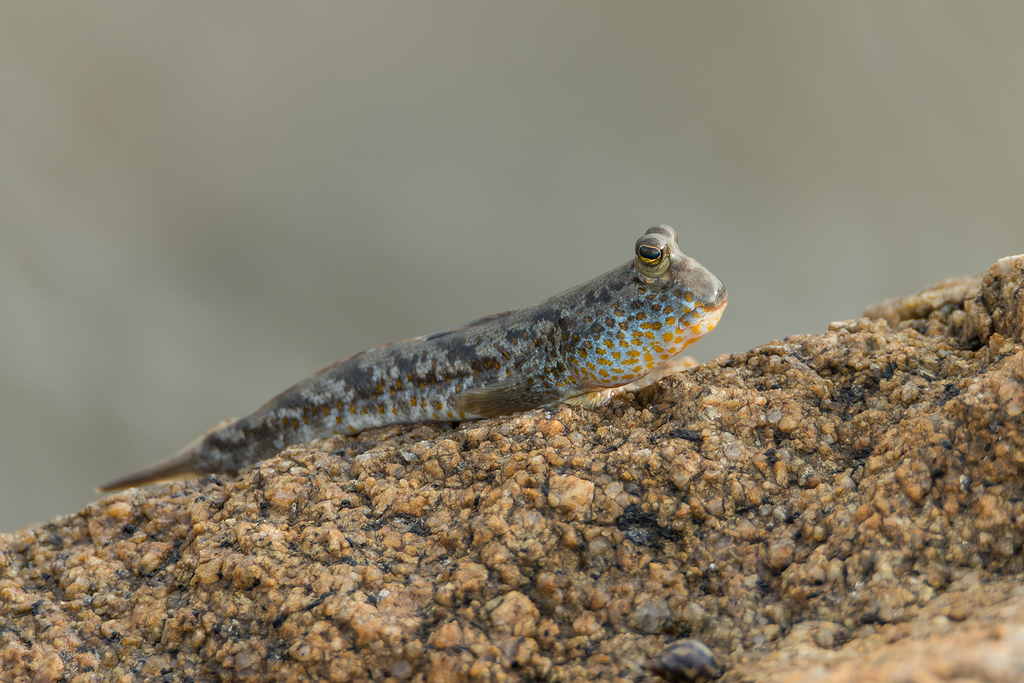 Periophthalmus