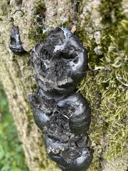 Daldinia concentrica