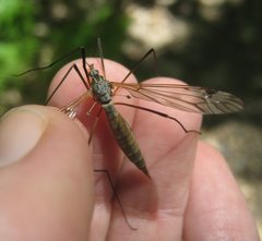 Tipula pseudovariipennis